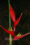 Heliconia farinosa x spathocircinata 'Brazilian Firebird'